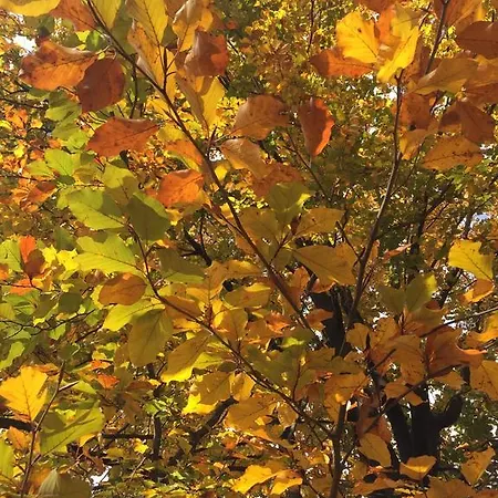 Bed & Breakfast Il Castello Del Ghiro Rent E-bike Manta