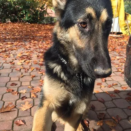 Il Castello Del Ghiro Rent E-bike 3* Manta