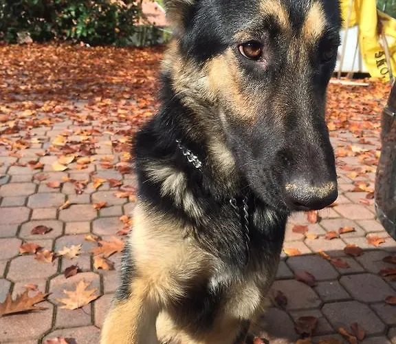 Il Castello Del Ghiro 3* Manta